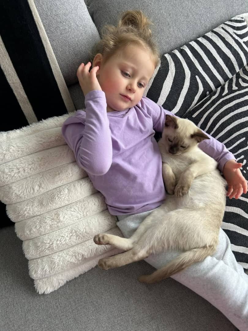 Ethical Tonkinese Breeder Commitment